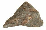 Canyon Diablo Iron Meteorite ( g) - Arizona #270691-1